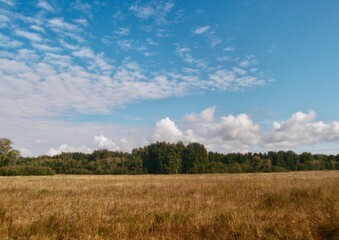 Fototapeta na wymiar Field and forest of Omsk region against the background of beautiful clouds in the blue sky