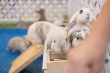 rabbit sleep on ground, bunny pet, holland lop