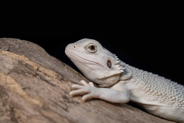 bearded dragon on ground with black background