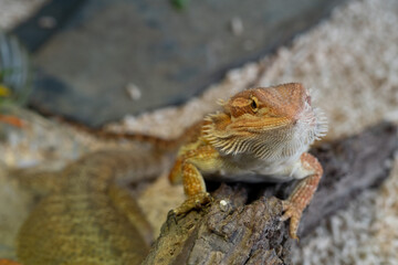 bearded dragon on ground with blur background