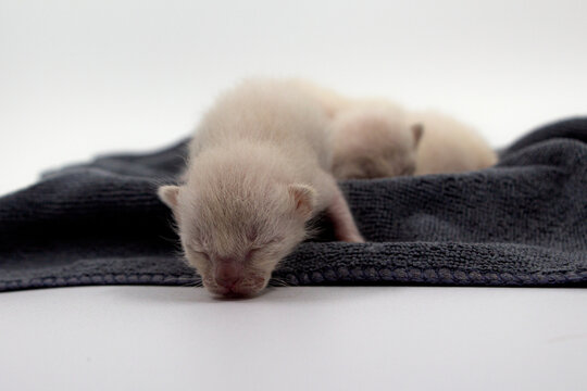 Newborn kittens learn to open their eyes