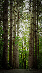 path in the forest