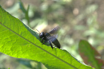 dragonfly on a leaf