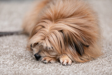Naklejka na ściany i meble Senior dog small pet sleep at cozy home.Mix breed dog deep sleep comfortable and relax.Resting dog concept