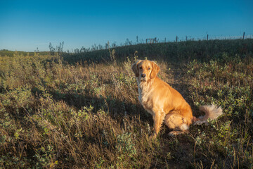 Obraz na płótnie Canvas golden retriever dog
