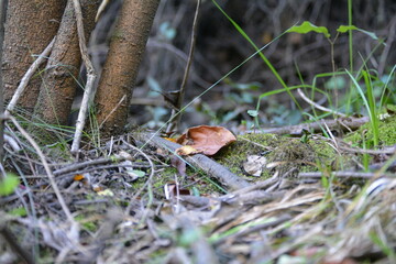 mushroom in the forest