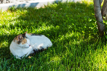 ギリシャ　メテオラのメガロ・メテオロン修道院の猫