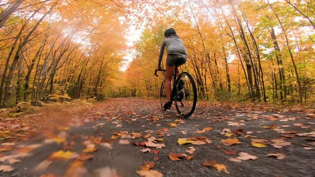 Woman gravel biking in Fall on forest path im the rain with colorful orange yellow autum leaves fall foliage