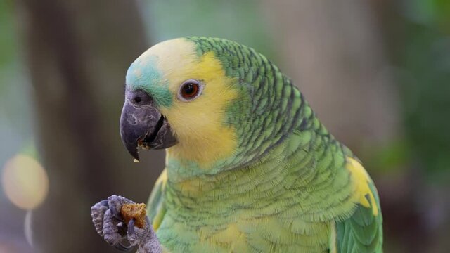 Macro shot of cute Blue-fronted Amazon Bird eating snack in wilderness,4K