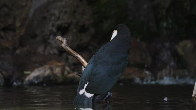 Close up shot of wild Tocu Toucan perched on branch over calm river with waterfall in background - Ramphastos Toco in Brazil