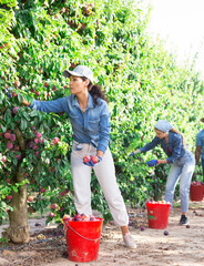 Plantation workers collecting ripe plums in fruit garden. They're harvesting them from leafy branches.