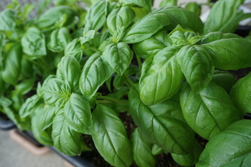 プランターですくすく育つバジルの葉いっぱいの苗