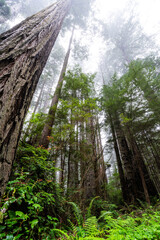 Redwood forest