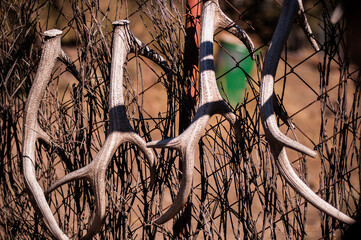 White deer antlers hang on the fence after the seasonal molt