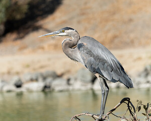 Bird Great Blue Heron standing at a California park