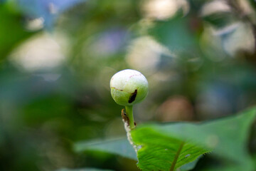 タマアジサイの蕾