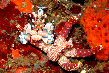 Harlequin Shrimp, Hymenocera picta