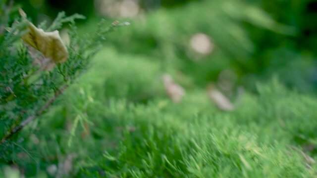Handheld snaking close-up of conifer leaves. Brown leaves scattered on top.