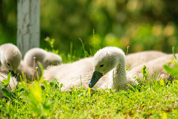 młode łabędzie  © Dariusz Grochal 