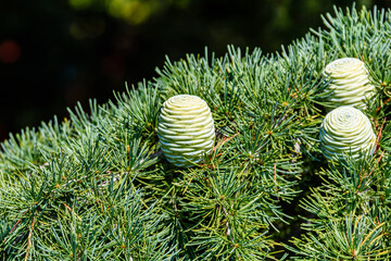 Fototapeta na wymiar Cones on branches of the Lebanese cedar tree (cedrus libani)