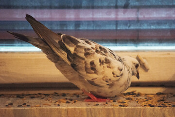 gołębie miejskie  © Dariusz Grochal 