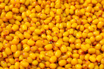 Sea-buckthorn. Orange background of ripe berries. Harvesting berries.