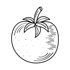 Isolated tomato vegetable