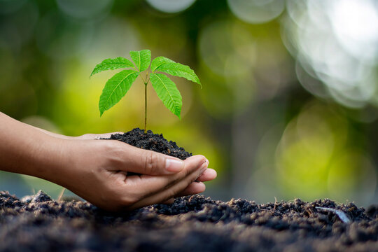 Human hands planting seedlings or trees in the soil Earth Day and global warming campaign.