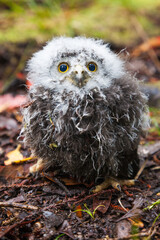 Ruru (morepork) chick, Stewart Island, Rakiura © highluxphoto