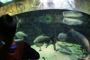 水族館 © taka238