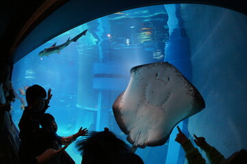 水族館 © taka238