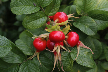 Rosehip Bush with red fruit. Ripe rosehip fruit