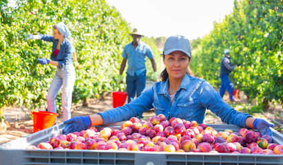Portrait of a hardworking Asian farmer woman squatting in a fruit nursery near a crate of ripe...