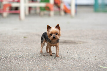 Yorkshire Terrier on the background of the playground