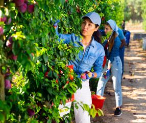 Concentrated asian female orchard owner gathering harvest of ripe red plums on sunny summer day