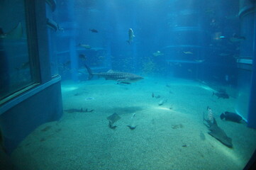水族館 © taka238