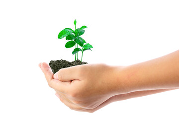 Fototapeta na wymiar Human hand holding young plant isolated on white background, use for the concept of environmental conservation and saving the world.