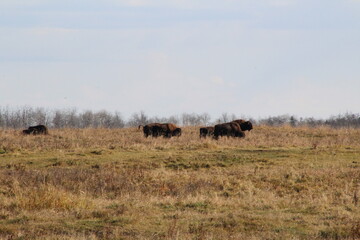 Fototapeta na wymiar Bison In The Field, Elk Island National Park, Alberta