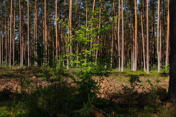 A young tree with green leaves growing among the pines