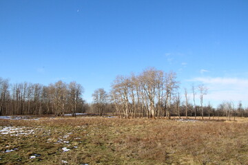 Open Land, Elk Island National Park, Alberta