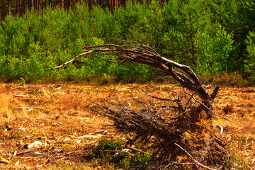 Forest landscape on a morning sunny day, in the foreground a close-up of the roots of an old tree.