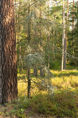 A young tree with green leaves growing among the pines
