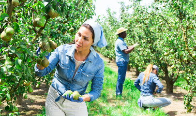 Concentrated hardworking Kazakh female farmer working in a fruit nursery plucks pears from a tree