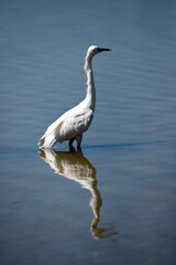A vertical image of a tall stoic great white egret and its reflection in a pond