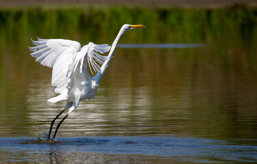 great egret elegantly taking off from shallow water showing off strength and grace