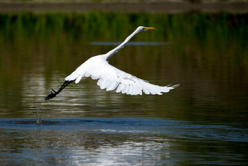 Great egret taking off over a shallow pond in Rancho Jurupa park near Riverside, CA