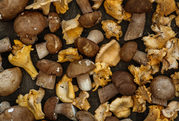 Porcini mushrooms and chanterelles lying on a dark wooden background in a jumbled form