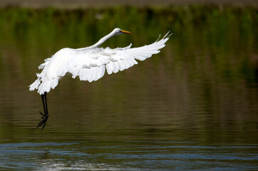 Great white egret taking off with wings wide spread and water splashing at Rancho Jurupa near Riverside CA