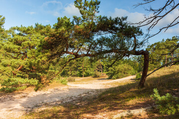 Fototapeta na wymiar Panoramic photo of an isolated pine tree, interesting futuristic shapes, as a background