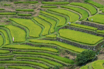 収穫直前の美しい棚田【三重県熊野市紀和町　丸山千枚田】